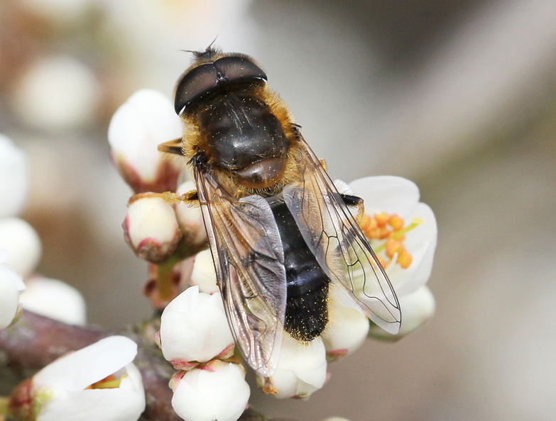 note loop in the vein R4+5, the yellow tarsus on the middle leg, and the yellow base to the hind tibia, Bookham Common April 2015 IMG_4327 erpe m 1000 BC.jpg